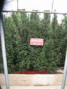 曼地亞紅豆杉雌樹（二號(hào)）